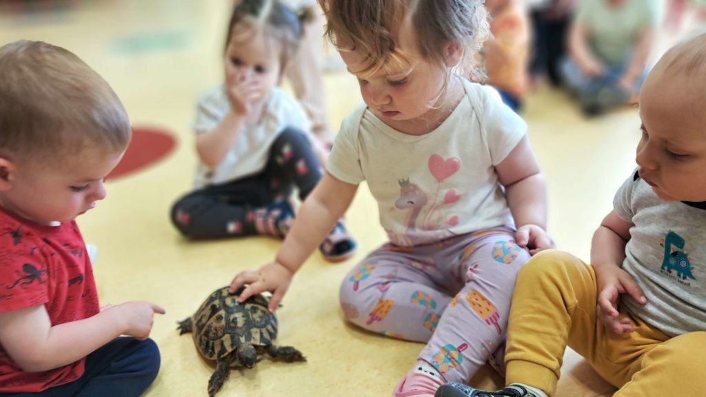 Dzieci oglądają żółwia grupa 1